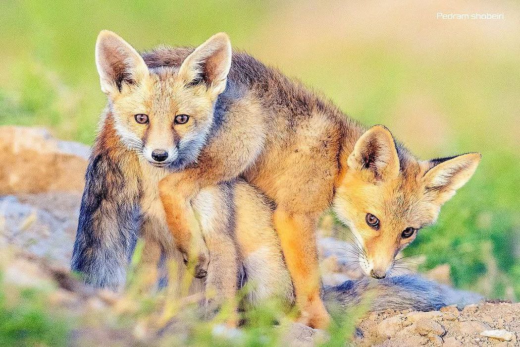 تصویر زیبایی از دو توله‌روباه در لشگردر سمنان