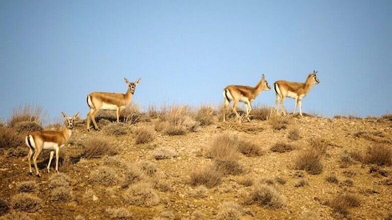 «کولگ»؛ پناهگاه حیاتوحش در سایه مینهای جنگ تحمیلی