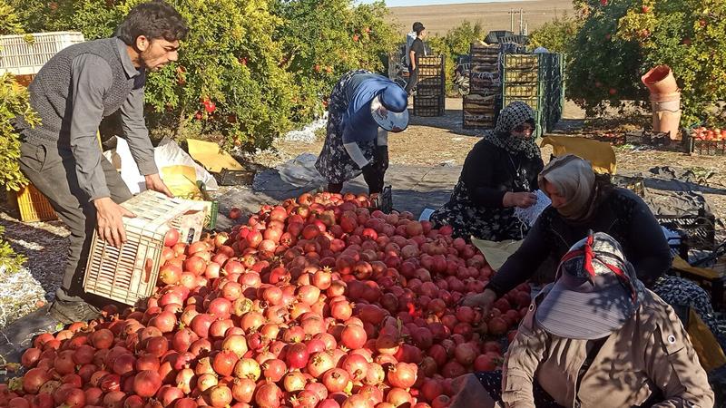 انار آبدار شهرستان گِرمی روانه بازار شد