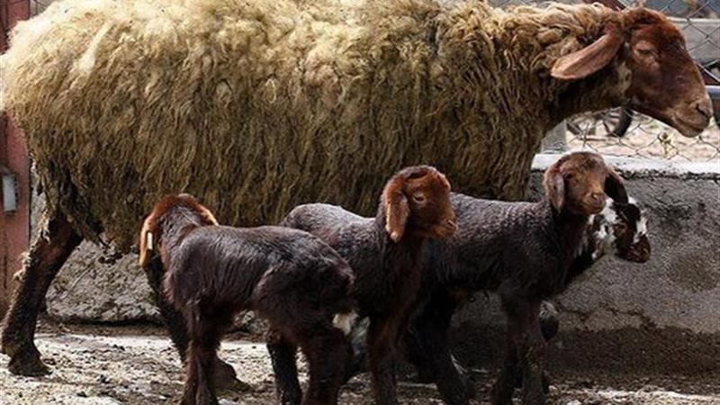 توسعه دام سبک چندقلوزای افشاری برای افزایش بهره‌وری و اشتغال روستایی در استان زنجان