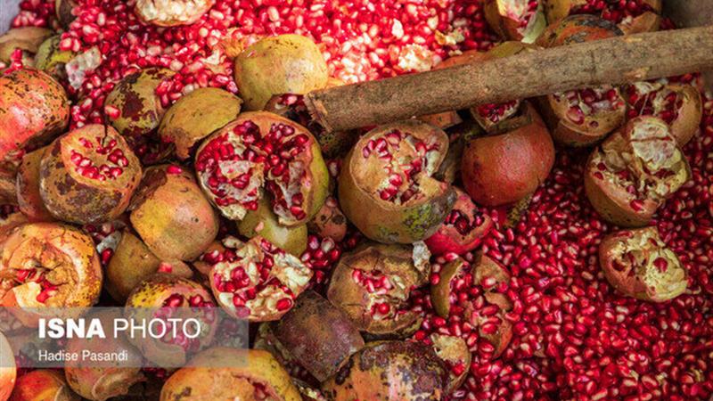 پیشبینی تولید ۴۸ هزار تن انار در کازرون