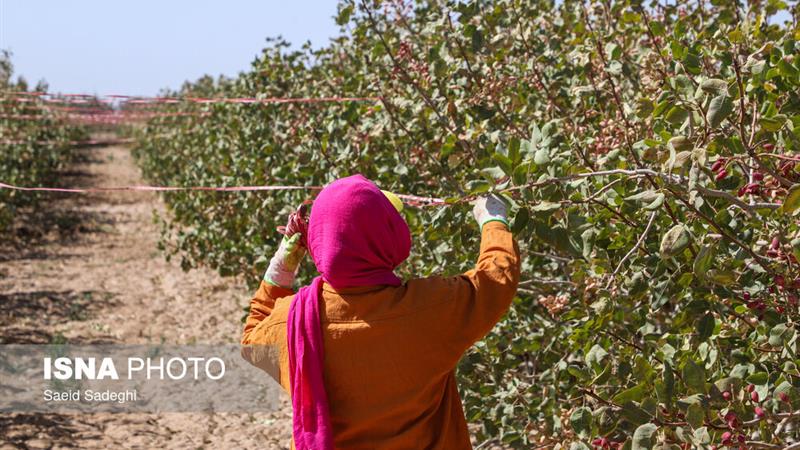 مدیریت باغات و تغذیه هوشمند، راهکار موثر در افزایش تولید پسته زنجان