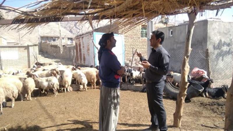 بررسی علمی نرخ باروری در گله «میشهای داشتی» عرب رودبار