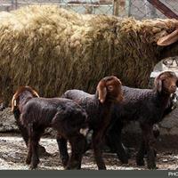 توسعه دام سبک چندقلوزای افشاری برای افزایش بهرهوری و اشتغال روستایی در استان زنجان