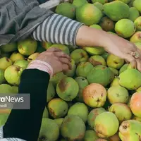 برداشت گلابی از باغات چناران