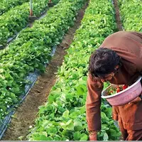 رونق کشاورزی گلخانه‌ای در سیستان؛ بیش از ۳۱۰۰ نفر شاغل در زابل و زهک