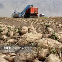 اینجا شِکَر می‌کارند!