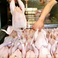 جریمه ۴۳ میلیارد تومانی متخلفان عرضه مرغ گرم در گیلان