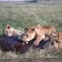 شکار اسب‌آبی جا‌مانده توسط شیرها در بازگشت به رودخانه