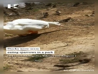 ثبت لحظه نادر شکار گنجشک توسط یک اردک
