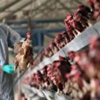 آنفلوآنزای فوق حاد پرندگان در کمین است