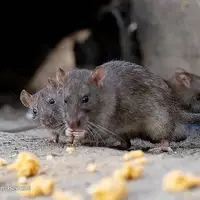 شناسایی 450هزار کلونی فعال موش در تهران!