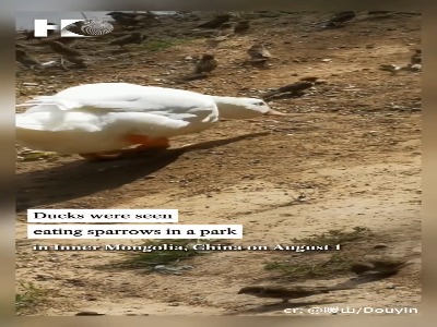 ثبت لحظه نادر شکار گنجشک توسط یک اردک
