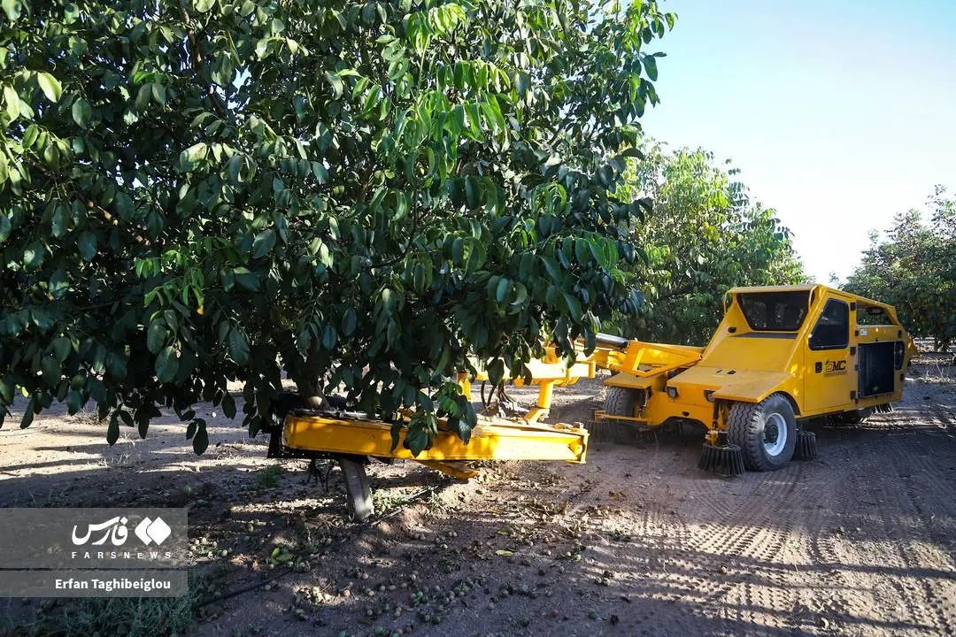  برداشت مکانیزه گردو