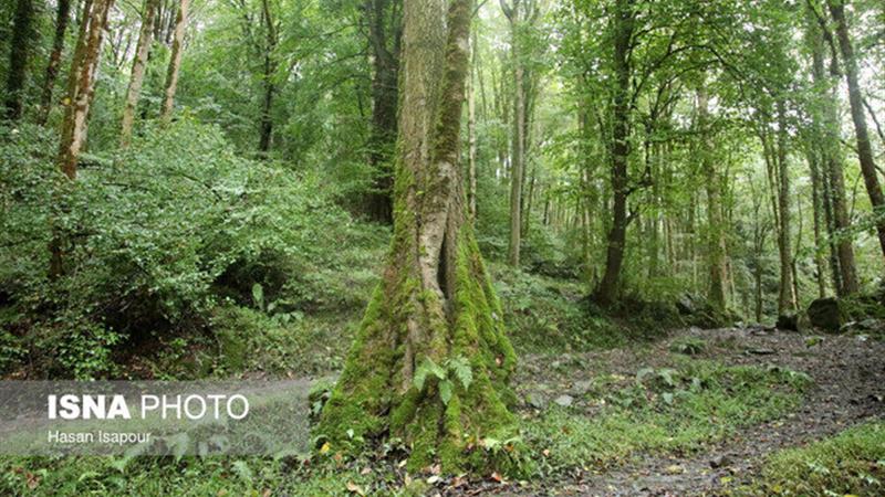 احیای فضاهای خالی عرصه های جنگلی گیلان با کمک ۹ نهالستان