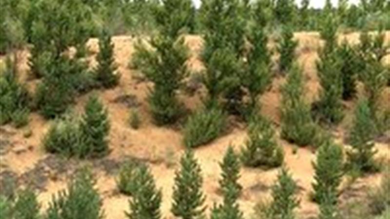 ایجاد بیش از ۷۳ هزار هکتار جنگل دستکاشت در زنجان