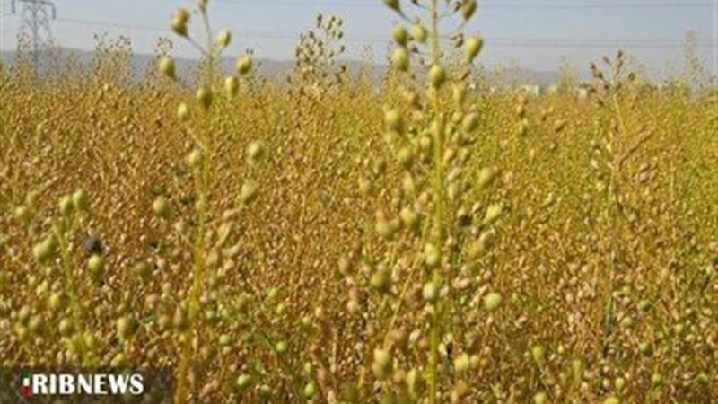 خراسانشمالی در تولید دانه کاملینا جایگاه نخست کشوری دارد