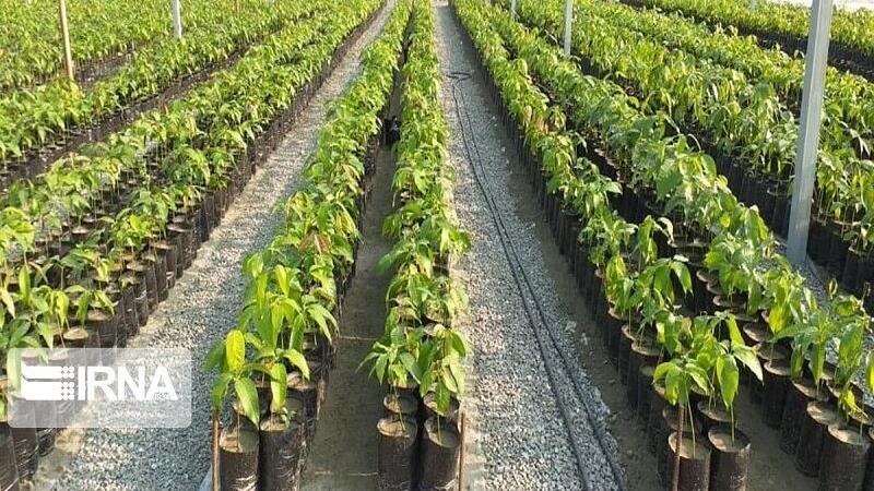 کاشت گونههای بومی و سازگار با اقلیم در اولویت است