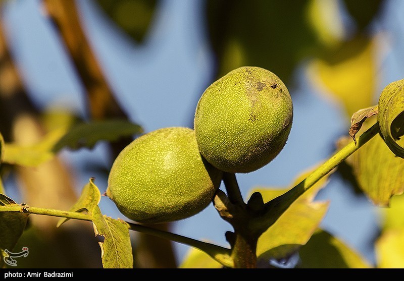 عکس/ برداشت گردو اصلاح شده با دستگاه مکانیزه