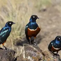 آغاز پایش زیستگاه‌های پرندگان در سیستان و بلوچستان
