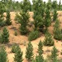 ایجاد بیش از ۷۳ هزار هکتار جنگل دست‌کاشت در زنجان