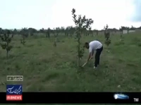 ویلاهای غیرمجاز جای خود را به باغ پرتقال داد