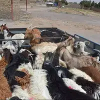 ۷۲ راس دام قاچاق در مرز سردشت کشف شد