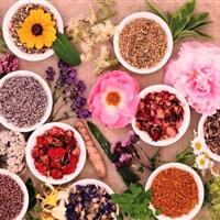 هشدار پزشک طب سنتی اراکی درباره مصرف خودسرانه داروهای گیاهی