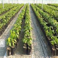 کاشت گونههای بومی و سازگار با اقلیم در اولویت است