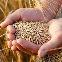 قیمت خرید تضمینی گندم برای سال آینده اعلام شد