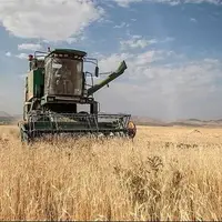  ۱۶۰۰ میلیارد تومان گندم در مازندران خریداری شد