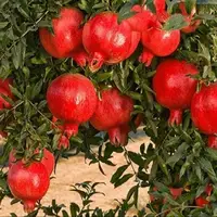 برداشت ۹ هزار تن انار از باغات آذربایجان‌شرقی