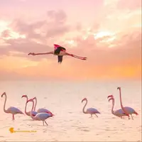 طبیعت زیبا و دیدنی میانکاله