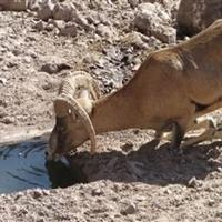 آبرسانی به مناطق حفاظت شده استان مرکزی/خطر مهاجرت حیوانات در نتیجه خشکسالی