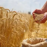 افزایش ۳ برابری بازدهی گندم با کمک یک ژن پنهان
