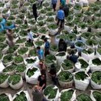 مصرف چای، آری یا خیر