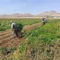 فصل کار و کوشش در دره‌شهر/ برداشت ۱۶ هزار تُن محصول پاییزه