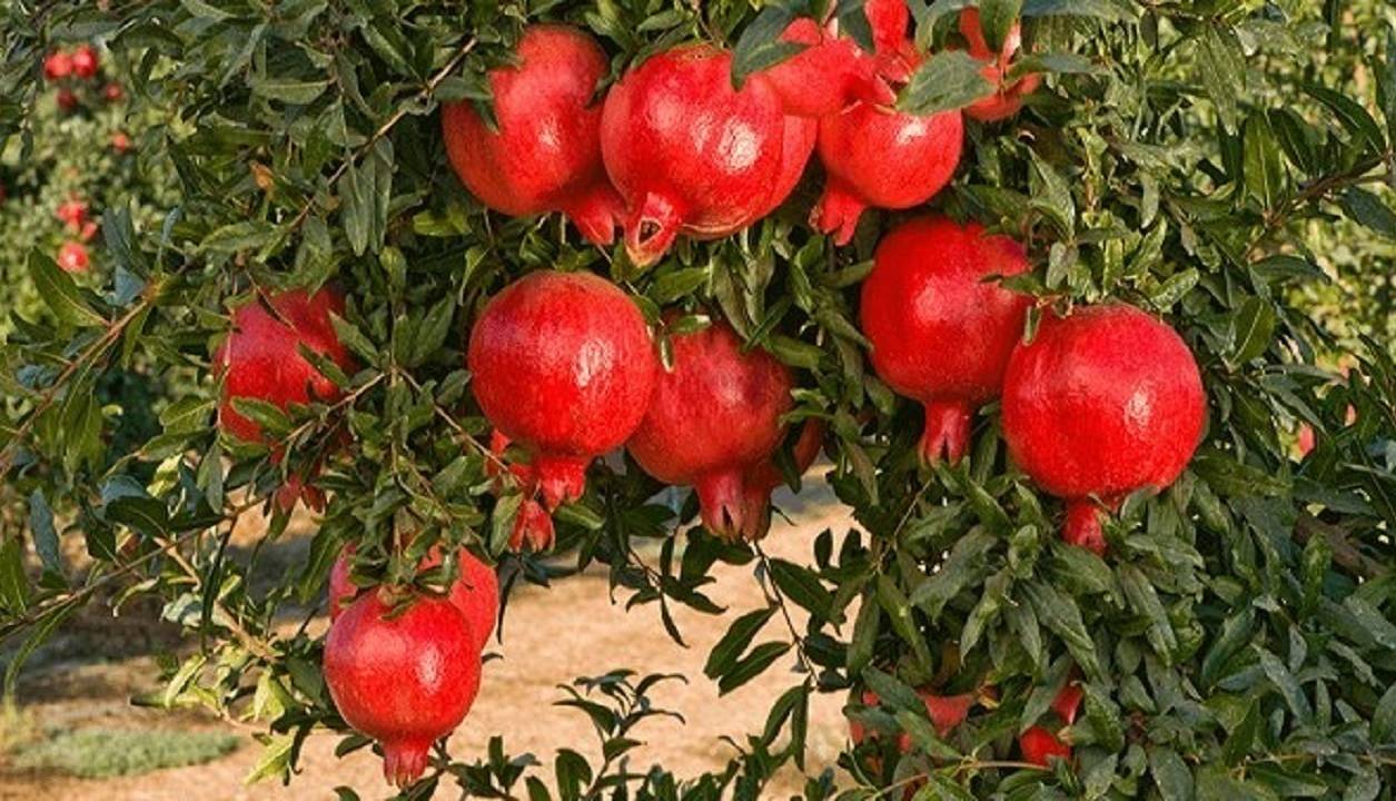 برداشت ۹ هزار تن انار از باغات آذربایجانشرقی