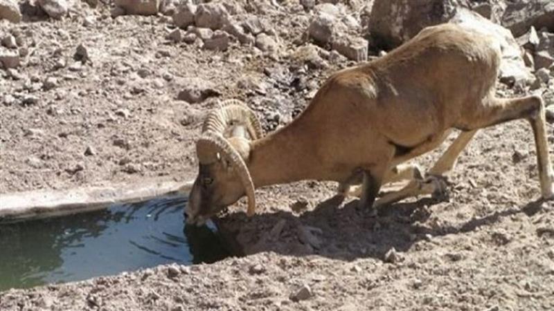 آبرسانی به مناطق حفاظت شده استان مرکزی/خطر مهاجرت حیوانات در نتیجه خشکسالی