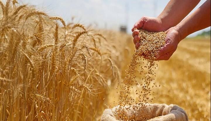 افزایش ۳ برابری بازدهی گندم با کمک یک ژن پنهان
