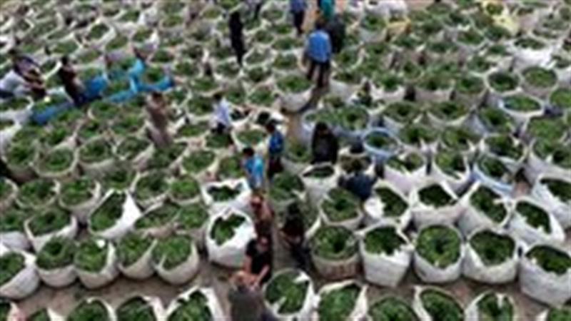 مصرف چای، آری یا خیر