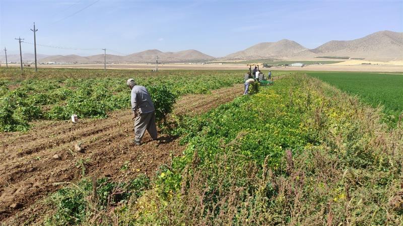 فصل کار و کوشش در درهشهر/ برداشت ۱۶ هزار تُن محصول پاییزه