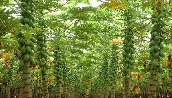 کشت ۳۰ هکتار پاپایا در سرباز؛ میوه ای سودآور در مناطق گرمسیری