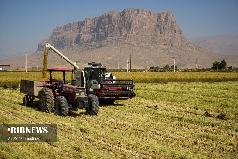 برداشت برنج کامفیروزی از دل شالیزارهای فارس