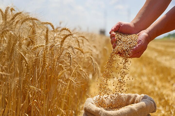پرداخت تمام مطالبات گندم‌کاران کرمانشاه
