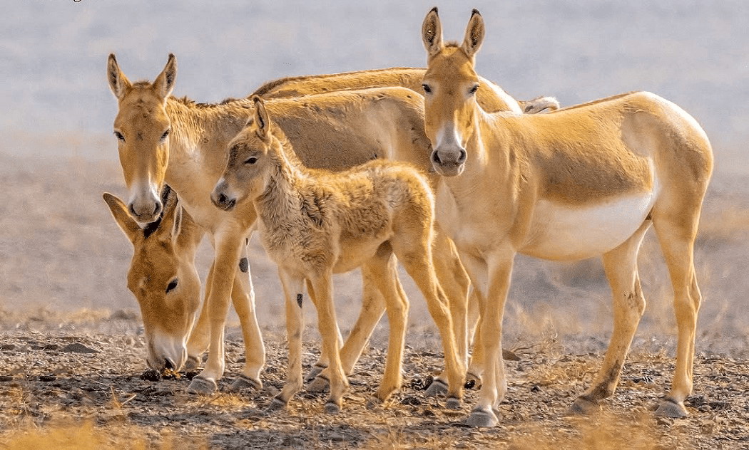 خانواده گورخر ایرانی در پارک ملی کویر