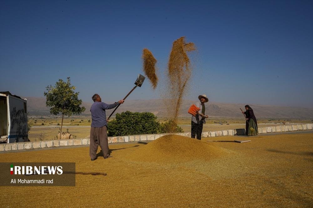 برداشت برنج کامفیروزی از دل شالیزارهای فارس