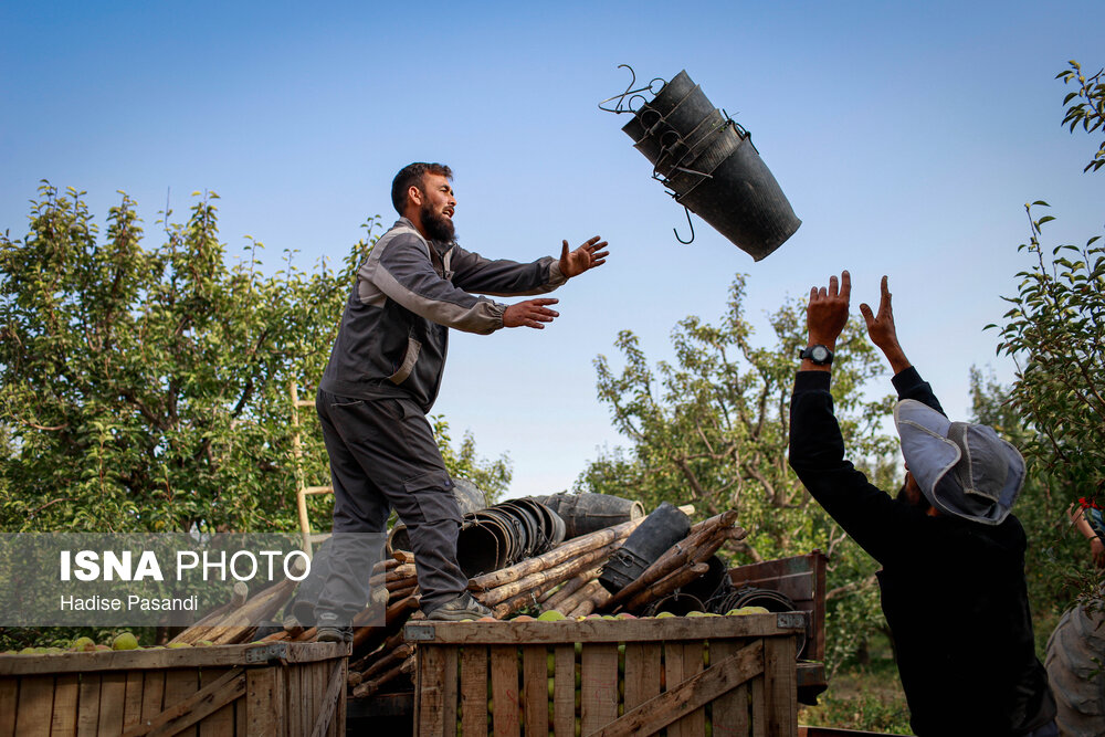 تولید برای محرومیت زدایی؛ باغ گلابی چناران
