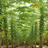 کشت ۳۰ هکتار پاپایا در سرباز؛ میوه ای سودآور در مناطق گرمسیری