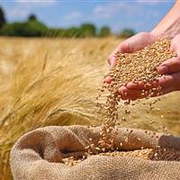 آغاز توزیع بذور گواهی‌شده گندم در دهلران